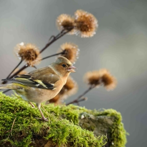 Redwell   17 11 2016 (14 Of 16).jpg